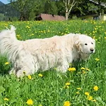 Huettstaedterhof Familie Poetsch Aigen im Ennstal
