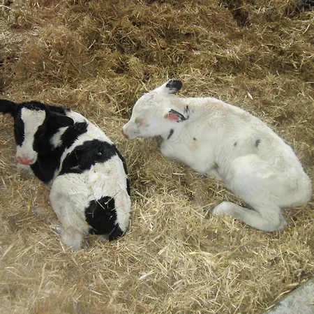 Huettstaedterhof Familie Poetsch Feriegård *