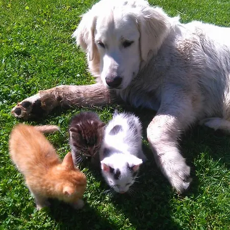 Farm stay Huettstaedterhof Familie Poetsch Aigen im Ennstal