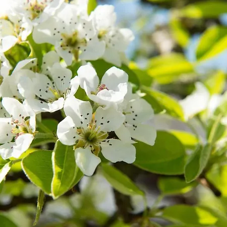 Huettstaedterhof Familie Poetsch Feriegård Aigen im Ennstal