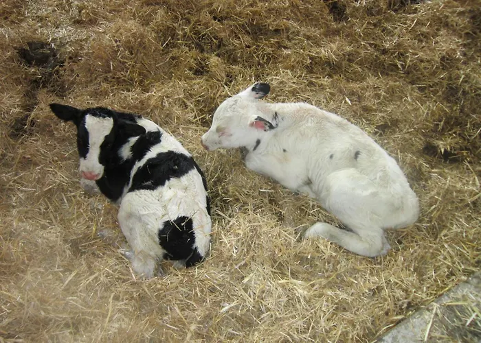 Huettstaedterhof Familie Poetsch مزرعة للإقامة *